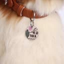 Colorful Dog Tags Personalized