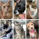 Stainless Steel Pet ID Tag — Personalized Dog Name Tags