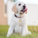 Dogs ID Tags Personalized Double Sided Deep Engraved Cat and Dog Collar Charm Round Shape Frosting Process