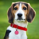 Quiet Engraved Silicone QR Code Pet ID | Personalized Dog and Cat Collar Tag | Online Profile | Location Alert