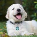 QR Code Pet ID | Personalized Dog and Cat Collar Tag | Online Profile with Instant Scanned Location Alert Email