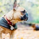 Stainless Steel QR Code Dog ID Tags Cat Tags — Pet Online Profile - Scan QR Receive Instant Pet Location Alert