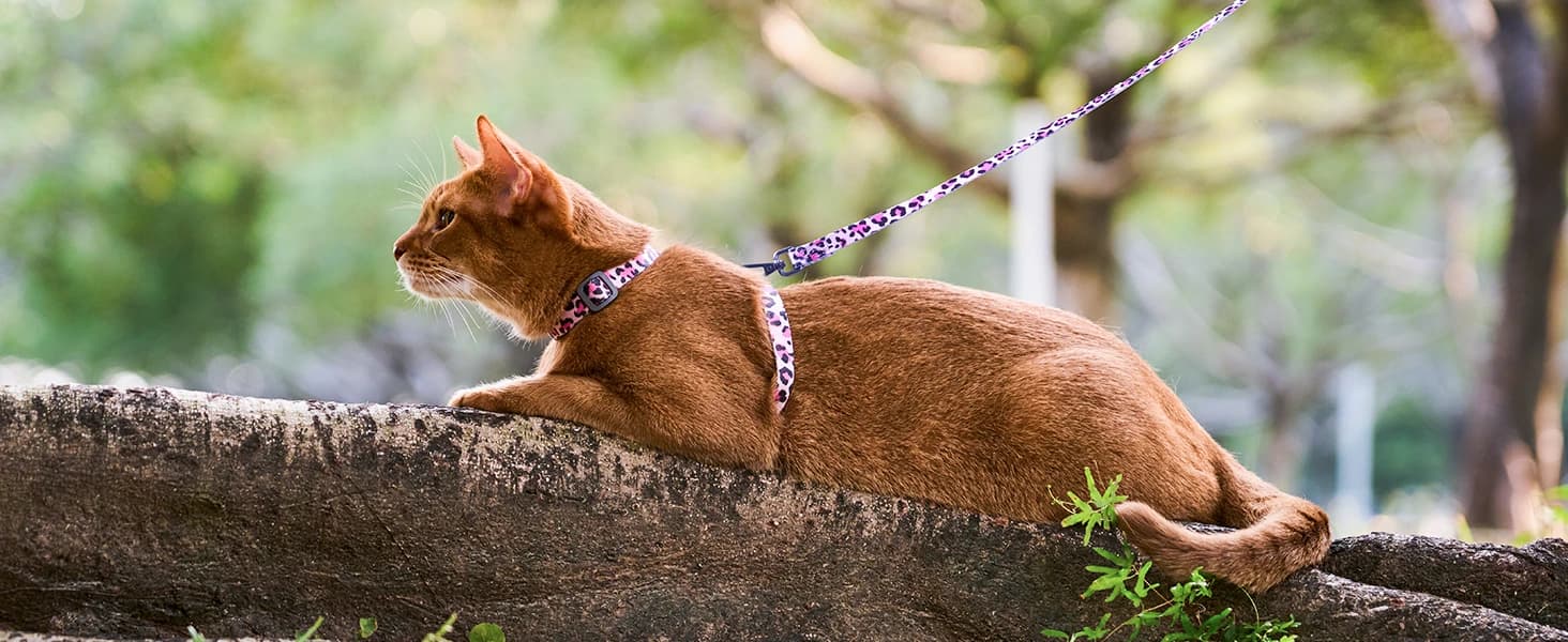 Adjustable Cat Harness and Leash Set — Escape Proof — LET'S GET OUTSIDE