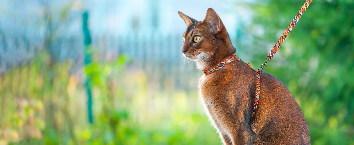 Cat Harness and Leash Set — Adjustable Pet Straps — Embark on New Adventures Together