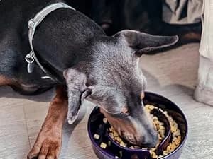 Dog Bowls Slow Feeder Ceramic — 1.5 Cup Slow Feeding Bowl for Small and Medium Breed — Life with Pets is Full of Joy