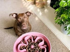 Dog Bowls Slow Feeder Ceramic — 1.5 Cup Slow Feeding Bowl for Small and Medium Breed — Life with Pets is Full of Joy