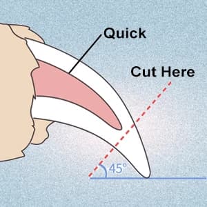 Heavy‑Duty Dog Nail Clipper for Large Dogs with Thick Nails — OUTLE — Some tips for cutting nails