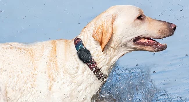 AirTag Dog Collar Holder Compatible with Apple Air Tag — 1st & 2nd Gen — 100% Waterproof