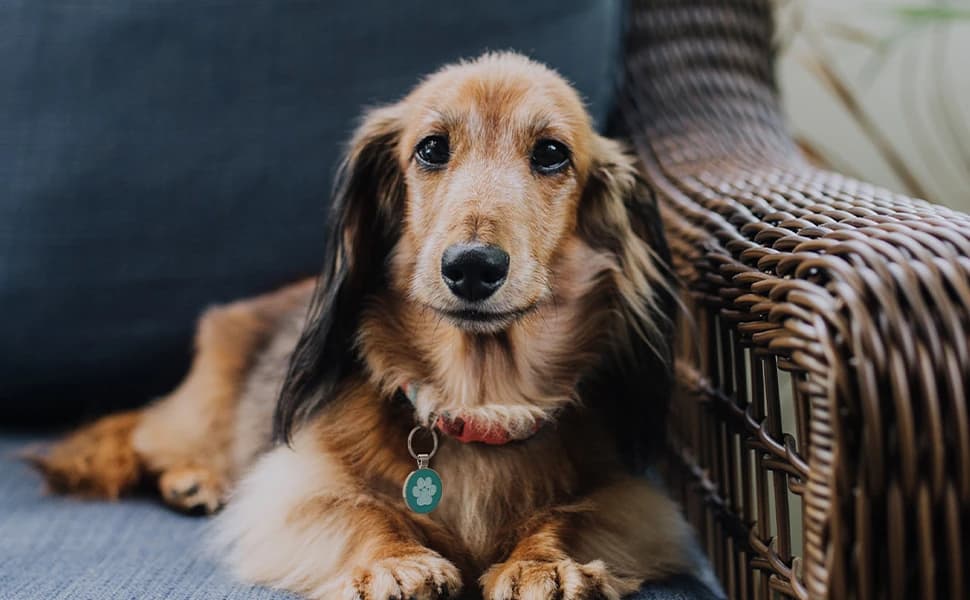 QR Code Pet ID | Personalized Dog and Cat Collar Tag | Online Profile with Instant Scanned Location Alert Email — product details