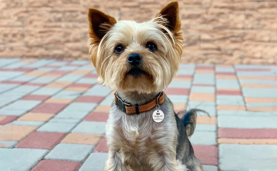 Personalized Stainless Steel QR Code Pet ID | Dog and Cat Collar Tag | Online Profile | Scanned Location Alert — product details