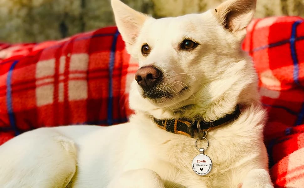 Personalized QR Code Pet ID | Dog and Cat Collar Tag | Online Profile with Instant Scanned Location Alert Email — product details