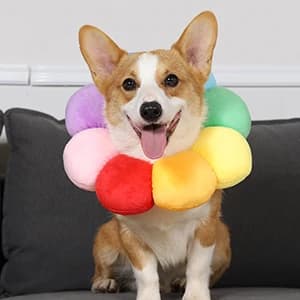 Adjustable Pet Recovery Collar — STEP 1