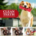 Dog Squeaky Toys for Aggressive Chewers