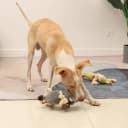 Dog Toy — Large Dog Squeaky Toys