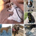 Breathable Dog Boots for Medium and Large Dogs
