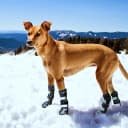 Winter Dog Boots for Large Dogs