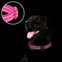 Reflective Dog Collar — Neoprene Padded Small Dog Collar