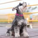 Reflective Dog Collar — Neoprene Padded Small Dog Collar