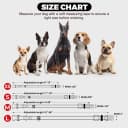 Reflective Dog Collar — Neoprene Padded Small Dog Collar