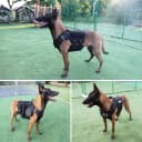 Tactical Dog Harness Service Vest for Medium Dogs Black M