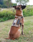 Tactical Dog Harness — No Pull Vest for Large Dogs Desert Camo L
