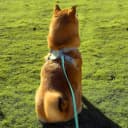 Dog Training Long Leash Waterproof Long Line Heavy Duty Outdoor Recall Lead 10ft 15ft 20ft 30ft 50ft for Small