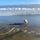 Long Dog Leash Waterproof Training Leashes 50ft 30ft 20ft 15ft 10ft 6ft