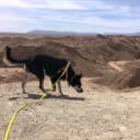 Long Dog Leash Waterproof Training Leashes 50ft 30ft 20ft 15ft 10ft 6ft