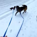 Long Dog Leash Waterproof Training Leashes 50ft 30ft 20ft 15ft 10ft 6ft