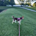 Long Dog Leash Waterproof Training Leashes 50ft 30ft 20ft 15ft 10ft 6ft