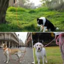 Long Dog Training Leash，Heavy Duty Reflective Rope Lead for Small, Medium, and Large Dogs ，6FT 10FT 15FT 30FT