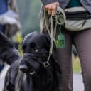 3Pack Dog Poop Bag Holder for Leash Lightweight Pet Waste Bag Dispenser with Leash Attachment Portable Plastic