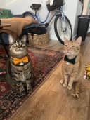 2 Pack Soft Corduroy Cat Collars with Bow Tie and Bell Adjustable Breakaway Kitten Bowtie Collar for Girl Boy Cats