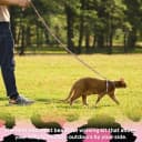 Adjustable Cat Harness and Leash Set — Escape Proof