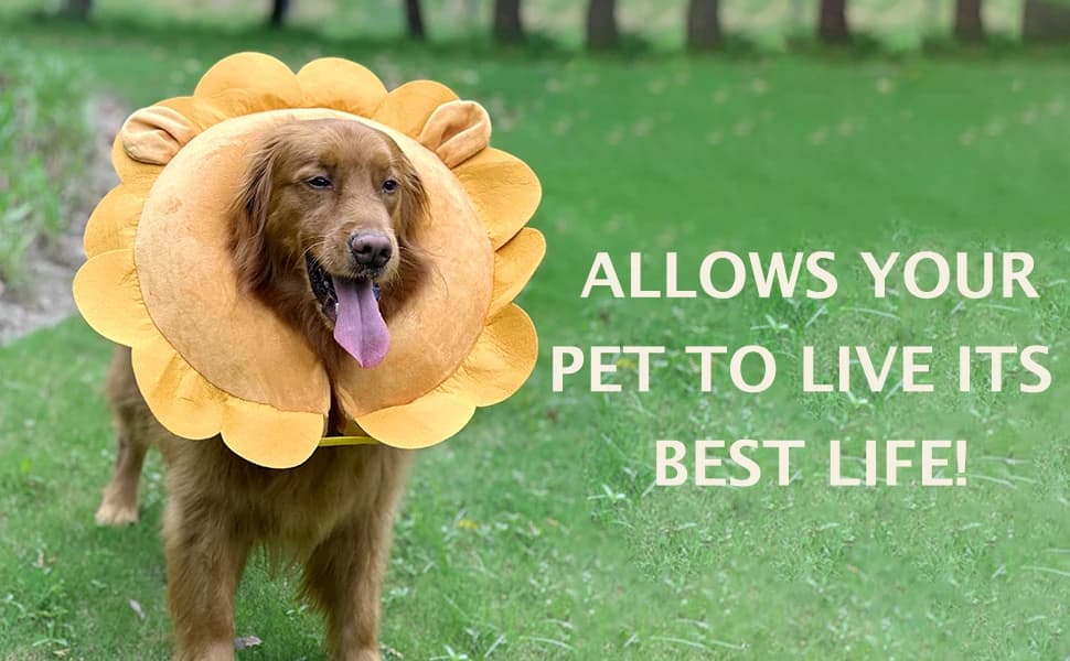 Inflatable Recovery Dog Collar — product details