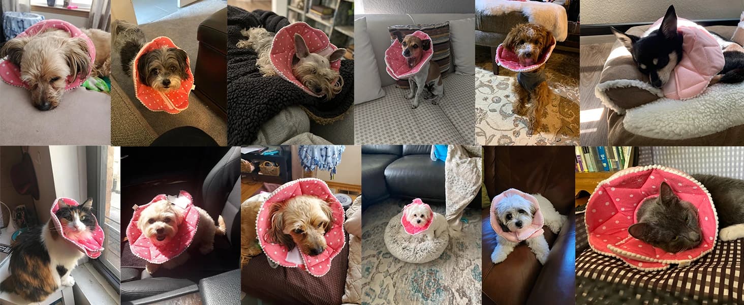 Adjustable Dog and Cat Cone — Soft Recovery Cat Cone Collar — Small Dog and Cat Recovery Collar