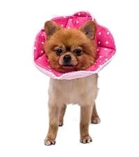 Adjustable Dog and Cat Cone — Soft Recovery Cat Cone Collar — collection imagery