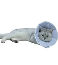 Adjustable Dog and Cat Cone — Soft Recovery Cat Cone Collar — collection imagery
