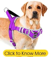 ADVENTUREMORE Pet ID Tag-2pcs QR Code Tag & Smart ID Tag Small Personalized Name Plate with Online Profile — collection imagery