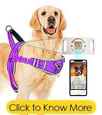 ADVENTUREMORE Pet ID Tag-2pcs QR Code Tag & Smart ID Tag Small Personalized Name Plate with Online Profile — collection imagery