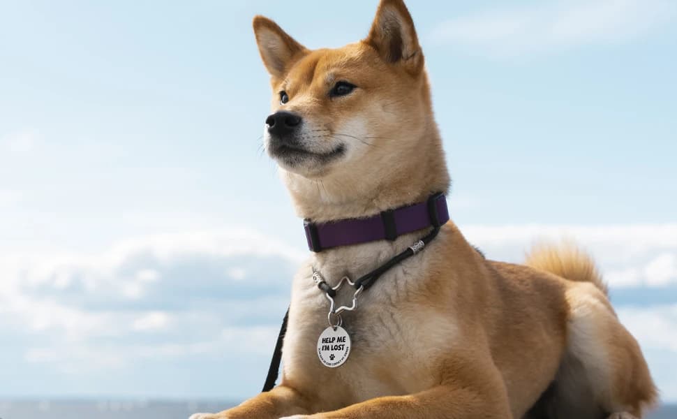 Stainless Steel QR Code Pet ID | Dog and Cat Collar Tag | Personalized Online Profile | Scanned Location Alert — product details