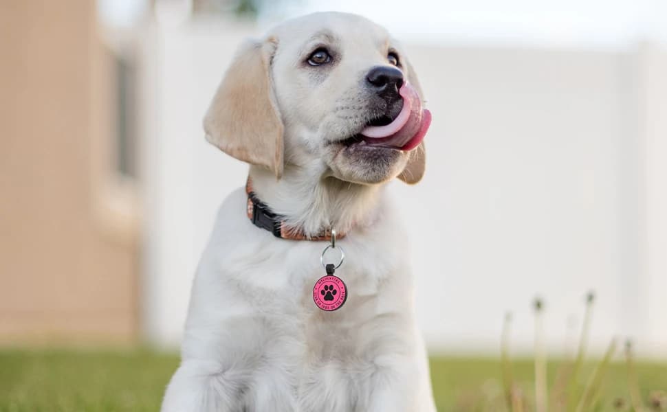 Quiet Engraved Silicone QR Code Pet ID | Personalized Dog and Cat Collar Tag | Online Profile | Location Alert — product details
