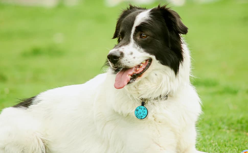 Quiet Engraved Silicone QR Code Pet ID | Personalized Dog and Cat Collar Tag | Online Profile | Location Alert — product details