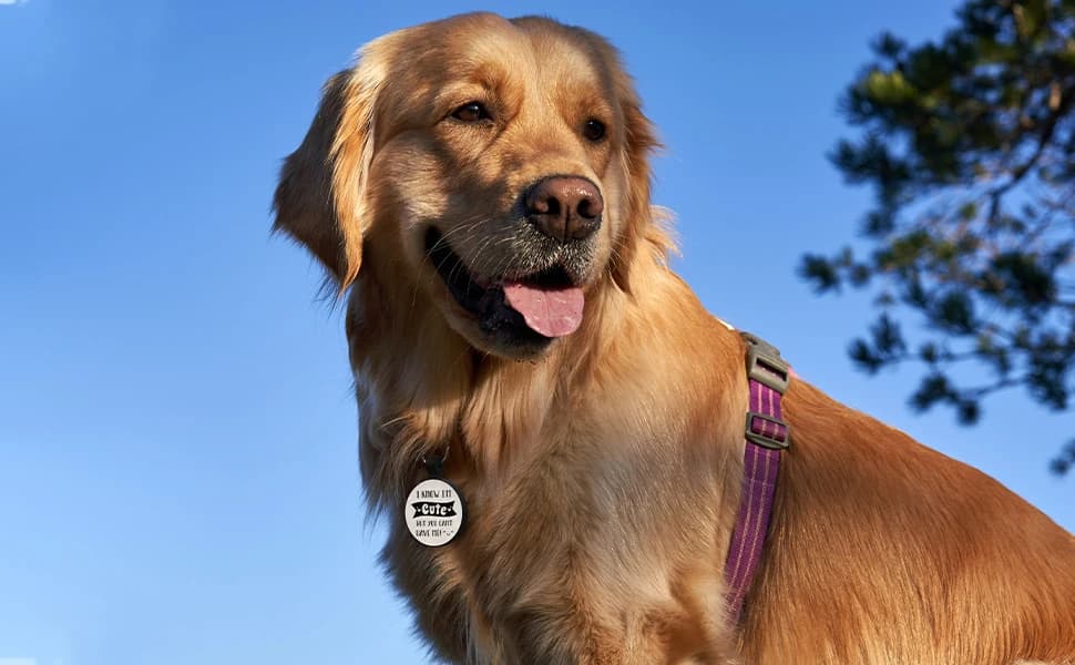 Quiet Engraved Silicone QR Code Pet ID | Personalized Dog and Cat Collar Tag | Online Profile | Location Alert — product details