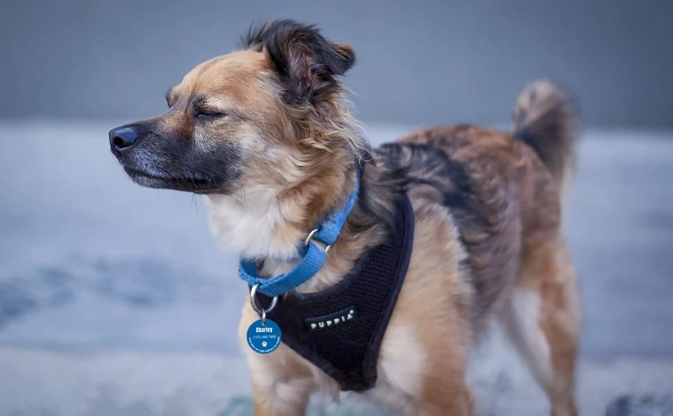 Personalized Stainless Steel QR Code Pet ID | Dog and Cat Collar Tag | Online Profile | Scanned Location Alert — product details