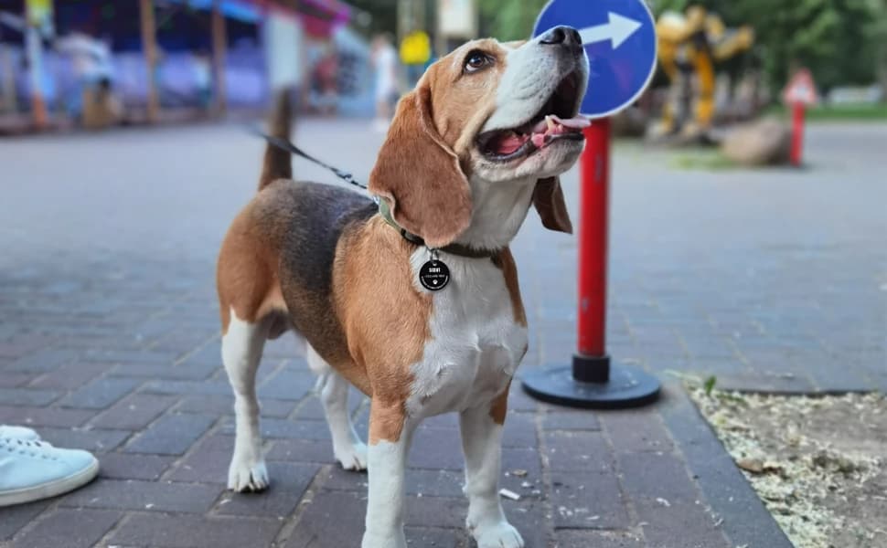 Personalized Stainless Steel QR Code Pet ID | Dog and Cat Collar Tag | Online Profile | Scanned Location Alert — product details
