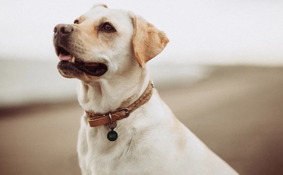 QR Code Pet ID | Personalized Dog and Cat Collar Tag | Online Profile with Instant Scanned Location Alert Email — product details