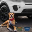 2Pack Collapsible Dog Bowl, Integrated Molding Travel Bowl No Plastic Rim Pet Feeding Bowls for Walking