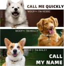 Dogs Tag Stylish Personalized Double Sided Deep Engraved Cat and Dog Tags Engraved for Pets Bone Balloon Shape
