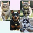 Personalized Pet ID Tags — Custom Stainless Steel Dog and Cat Tags (Circle)